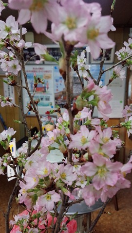 sakura